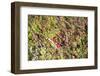 Massachusetts, Wareham, Cranberries-Lisa S. Engelbrecht-Framed Photographic Print