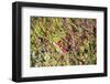 Massachusetts, Wareham, Cranberries-Lisa S. Engelbrecht-Framed Photographic Print