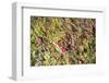 Massachusetts, Wareham, Cranberries-Lisa S. Engelbrecht-Framed Photographic Print