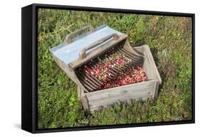 Massachusetts, Wareham, Cranberries-Jim Engelbrecht-Framed Stretched Canvas