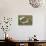 Massachusetts, Wareham, Cranberries-Jim Engelbrecht-Stretched Canvas displayed on a wall