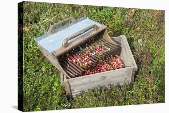 Massachusetts, Wareham, Cranberries-Jim Engelbrecht-Stretched Canvas