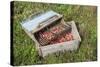 Massachusetts, Wareham, Cranberries-Jim Engelbrecht-Stretched Canvas