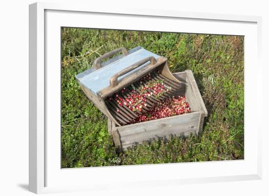 Massachusetts, Wareham, Cranberries-Jim Engelbrecht-Framed Photographic Print