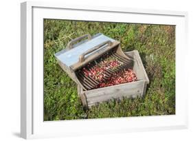 Massachusetts, Wareham, Cranberries-Jim Engelbrecht-Framed Photographic Print