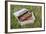 Massachusetts, Wareham, Cranberries-Jim Engelbrecht-Framed Photographic Print