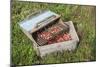 Massachusetts, Wareham, Cranberries-Jim Engelbrecht-Mounted Photographic Print