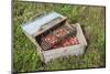 Massachusetts, Wareham, Cranberries-Jim Engelbrecht-Mounted Photographic Print