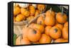 Massachusetts, Wareham, Pumpkins-Jim Engelbrecht-Framed Stretched Canvas