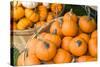 Massachusetts, Wareham, Pumpkins-Jim Engelbrecht-Stretched Canvas