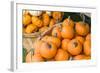 Massachusetts, Wareham, Pumpkins-Jim Engelbrecht-Framed Photographic Print