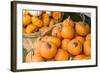 Massachusetts, Wareham, Pumpkins-Jim Engelbrecht-Framed Photographic Print