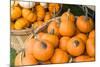 Massachusetts, Wareham, Pumpkins-Jim Engelbrecht-Mounted Photographic Print