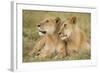 Massai Lion (Panthera leo nubica) adult female laying with immature male, Masai Mara, Kenya-Elliott Neep-Framed Photographic Print