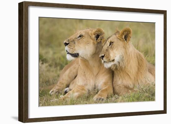 Massai Lion (Panthera leo nubica) adult female laying with immature male, Masai Mara, Kenya-Elliott Neep-Framed Photographic Print