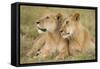 Massai Lion (Panthera leo nubica) adult female laying with immature male, Masai Mara, Kenya-Elliott Neep-Framed Stretched Canvas