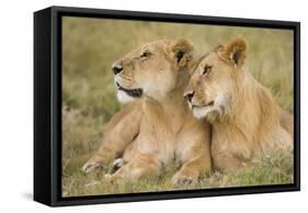 Massai Lion (Panthera leo nubica) adult female laying with immature male, Masai Mara, Kenya-Elliott Neep-Framed Stretched Canvas