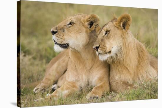 Massai Lion (Panthera leo nubica) adult female laying with immature male, Masai Mara, Kenya-Elliott Neep-Stretched Canvas