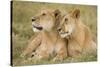 Massai Lion (Panthera leo nubica) adult female laying with immature male, Masai Mara, Kenya-Elliott Neep-Stretched Canvas