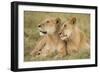 Massai Lion (Panthera leo nubica) adult female laying with immature male, Masai Mara, Kenya-Elliott Neep-Framed Photographic Print