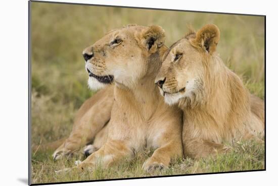 Massai Lion (Panthera leo nubica) adult female laying with immature male, Masai Mara, Kenya-Elliott Neep-Mounted Photographic Print