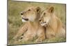 Massai Lion (Panthera leo nubica) adult female laying with immature male, Masai Mara, Kenya-Elliott Neep-Mounted Photographic Print