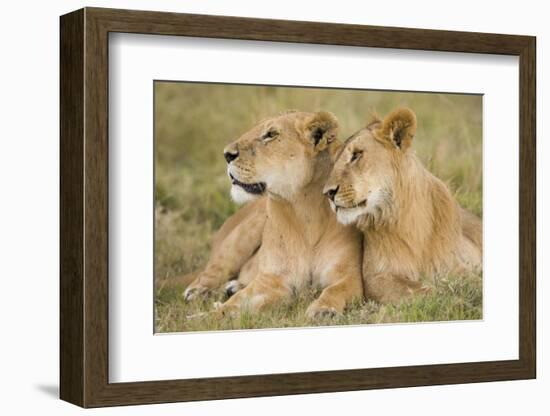 Massai Lion (Panthera leo nubica) adult female laying with immature male, Masai Mara, Kenya-Elliott Neep-Framed Photographic Print