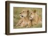 Massai Lion (Panthera leo nubica) adult female laying with immature male, Masai Mara, Kenya-Elliott Neep-Framed Photographic Print