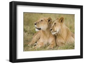 Massai Lion (Panthera leo nubica) adult female laying with immature male, Masai Mara, Kenya-Elliott Neep-Framed Photographic Print