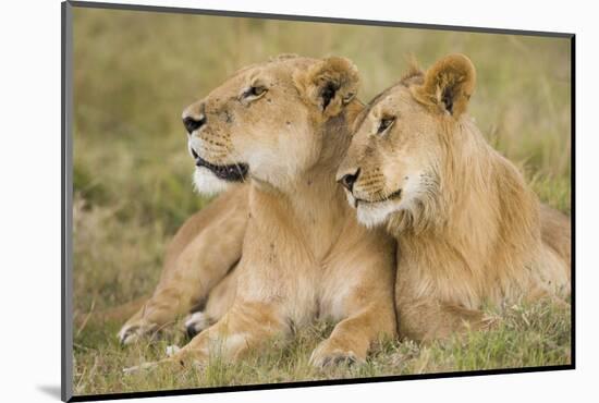 Massai Lion (Panthera leo nubica) adult female laying with immature male, Masai Mara, Kenya-Elliott Neep-Mounted Photographic Print