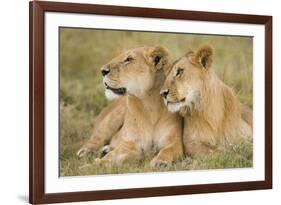 Massai Lion (Panthera leo nubica) adult female laying with immature male, Masai Mara, Kenya-Elliott Neep-Framed Photographic Print