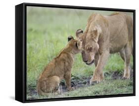 Massai Lion (Panthera leo nubica) adult female, with two-month old cub, Masai Mara-Elliott Neep-Framed Stretched Canvas