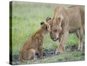 Massai Lion (Panthera leo nubica) adult female, with two-month old cub, Masai Mara-Elliott Neep-Stretched Canvas