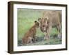 Massai Lion (Panthera leo nubica) adult female, with two-month old cub, Masai Mara-Elliott Neep-Framed Photographic Print