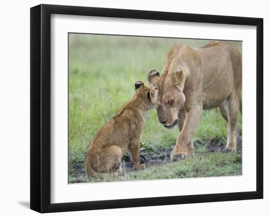 Massai Lion (Panthera leo nubica) adult female, with two-month old cub, Masai Mara-Elliott Neep-Framed Photographic Print