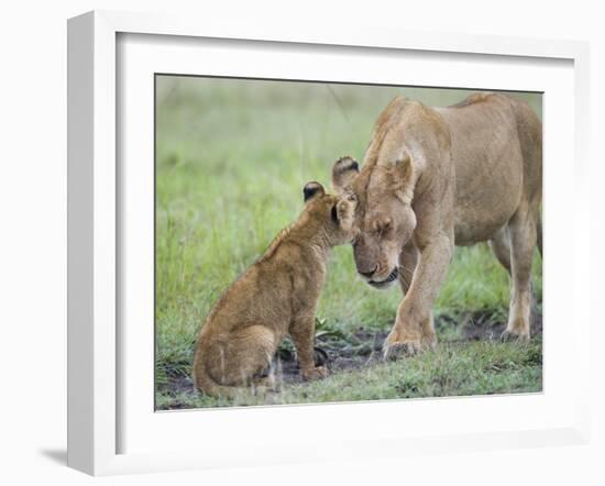 Massai Lion (Panthera leo nubica) adult female, with two-month old cub, Masai Mara-Elliott Neep-Framed Photographic Print