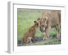 Massai Lion (Panthera leo nubica) adult female, with two-month old cub, Masai Mara-Elliott Neep-Framed Photographic Print