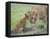 Massai Lion (Panthera leo nubica) adult female, with two-month old cub, Masai Mara-Elliott Neep-Framed Stretched Canvas