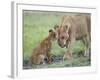 Massai Lion (Panthera leo nubica) adult female, with two-month old cub, Masai Mara-Elliott Neep-Framed Photographic Print