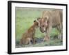 Massai Lion (Panthera leo nubica) adult female, with two-month old cub, Masai Mara-Elliott Neep-Framed Photographic Print