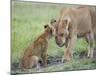 Massai Lion (Panthera leo nubica) adult female, with two-month old cub, Masai Mara-Elliott Neep-Mounted Photographic Print