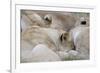 Massai Lion (Panthera leo nubica) adult females, pride sleeping, Masai Mara, Kenya-Elliott Neep-Framed Photographic Print