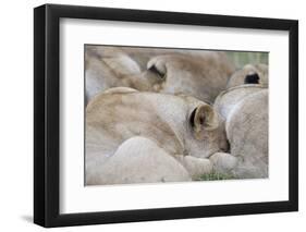 Massai Lion (Panthera leo nubica) adult females, pride sleeping, Masai Mara, Kenya-Elliott Neep-Framed Photographic Print