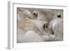 Massai Lion (Panthera leo nubica) adult females, pride sleeping, Masai Mara, Kenya-Elliott Neep-Framed Photographic Print