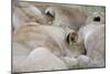 Massai Lion (Panthera leo nubica) adult females, pride sleeping, Masai Mara, Kenya-Elliott Neep-Mounted Photographic Print