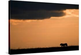 Massai Lion (Panthera leo nubica) adult male, silhouetted against sky at sunset, Masai Mara, Kenya-Elliott Neep-Stretched Canvas