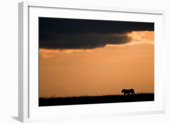 Massai Lion (Panthera leo nubica) adult male, silhouetted against sky at sunset, Masai Mara, Kenya-Elliott Neep-Framed Photographic Print