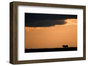 Massai Lion (Panthera leo nubica) adult male, silhouetted against sky at sunset, Masai Mara, Kenya-Elliott Neep-Framed Photographic Print