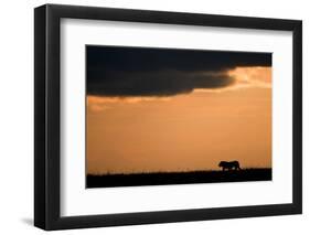 Massai Lion (Panthera leo nubica) adult male, silhouetted against sky at sunset, Masai Mara, Kenya-Elliott Neep-Framed Photographic Print