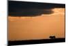 Massai Lion (Panthera leo nubica) adult male, silhouetted against sky at sunset, Masai Mara, Kenya-Elliott Neep-Mounted Photographic Print